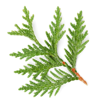 Essential Trading Post Thuja Essential Oil