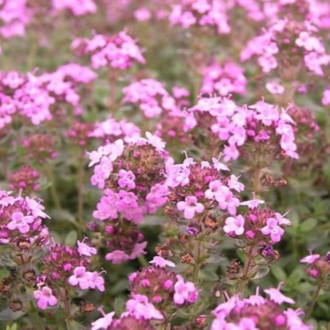 Essential Trading Post Thyme (Red) Essential Oil