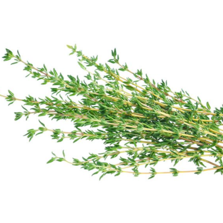 Essential Trading Post Thyme Essential Oil