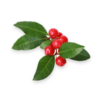 Essential Trading Post Wintergreen Essential Oil