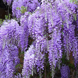 Essential Trading Post Wisteria Essential Oil