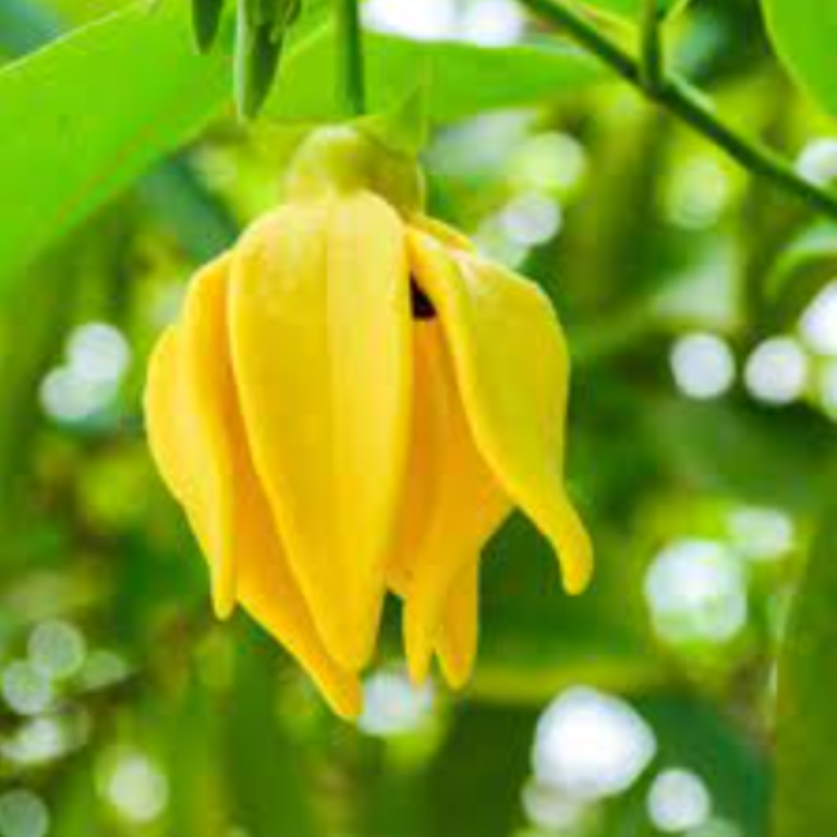Essential Trading Post Ylang Ylang Essential Oil