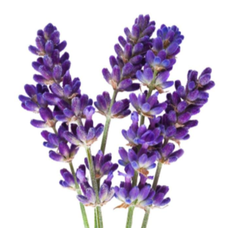 Essential Trading Post Lavandin Essential Oil