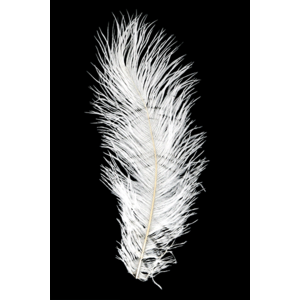 MFC Ostrich Plumes