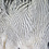 Hareline Silver Pheasant Body Feathers