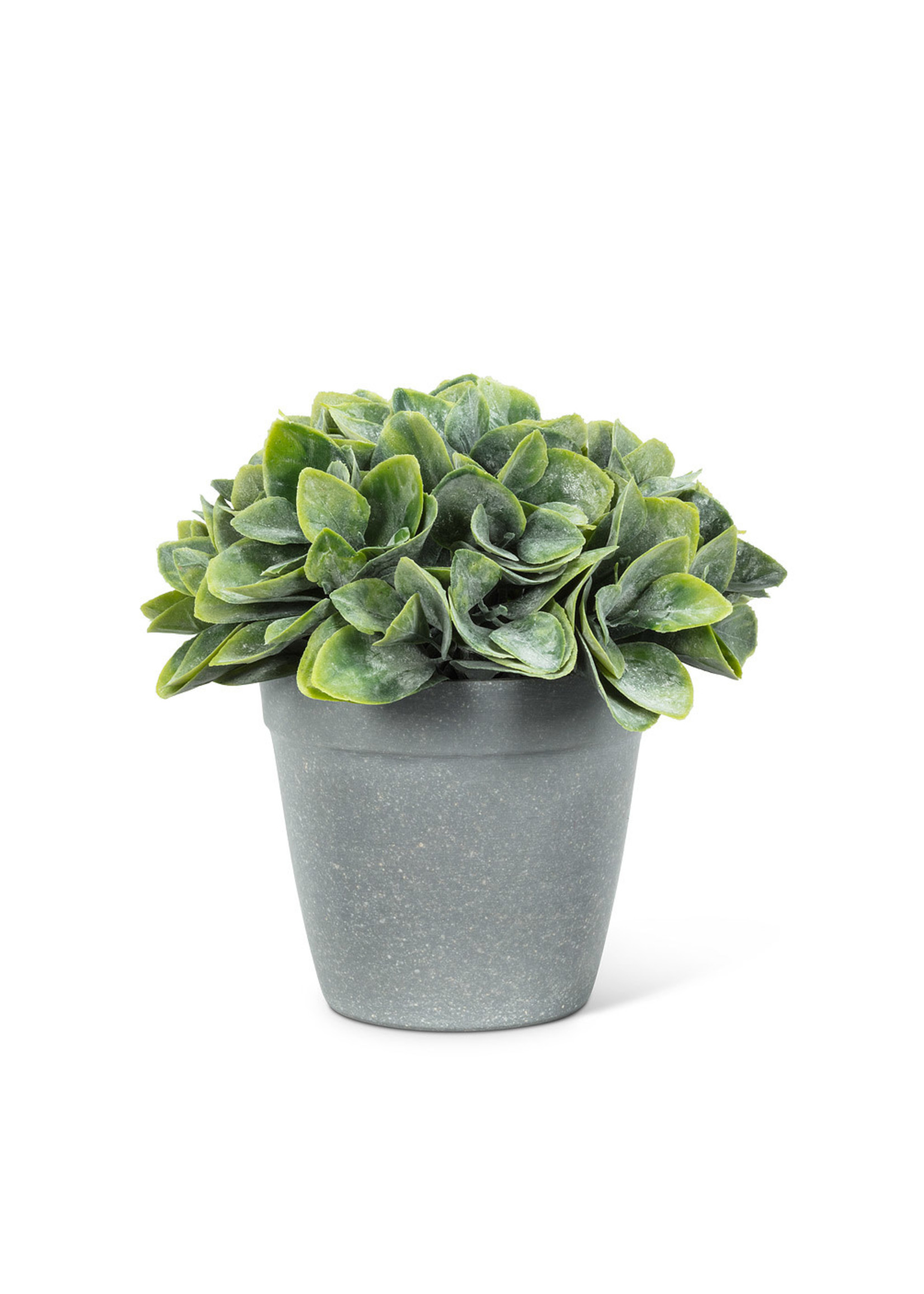 Spade Leaf Plant Pot 6"