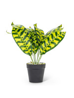 Zebra plant in round pot