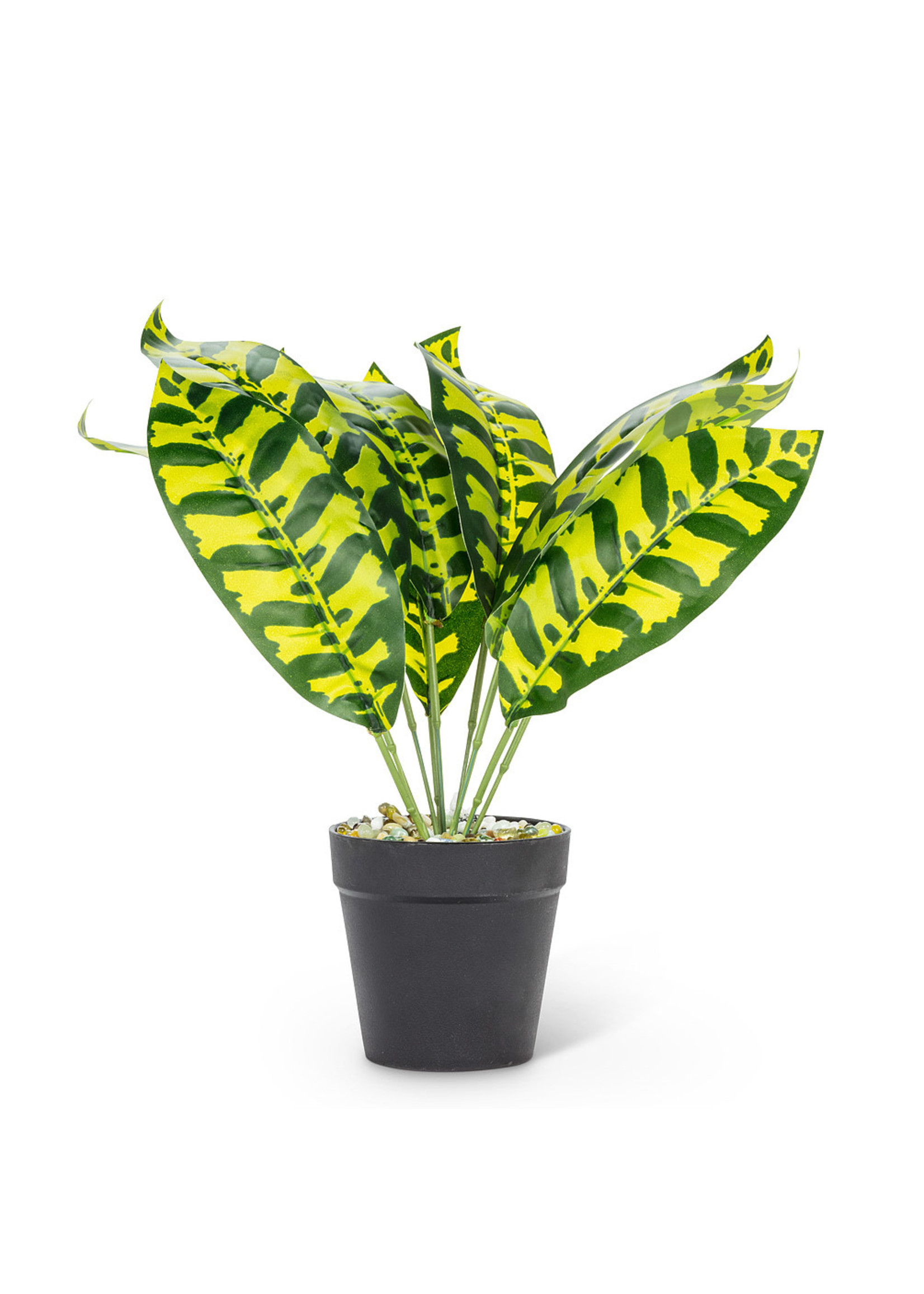 Zebra plant in round pot