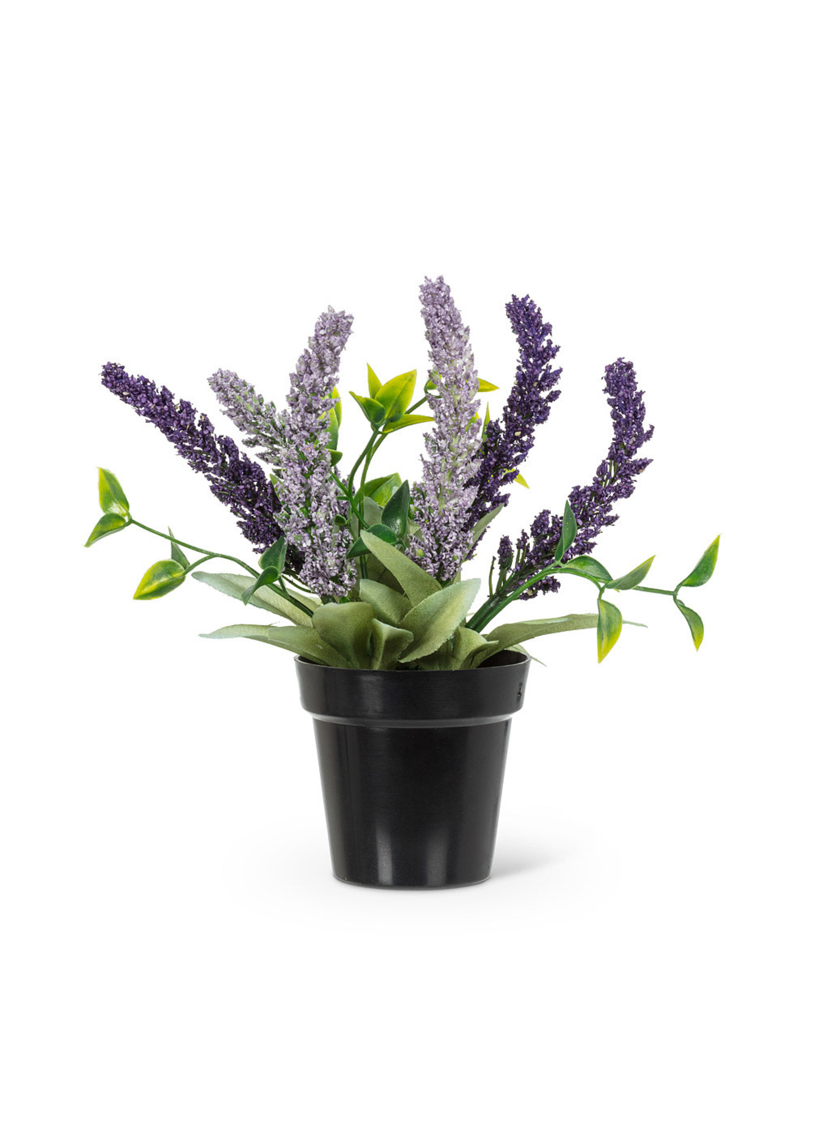 Lavender Bunch in Pot