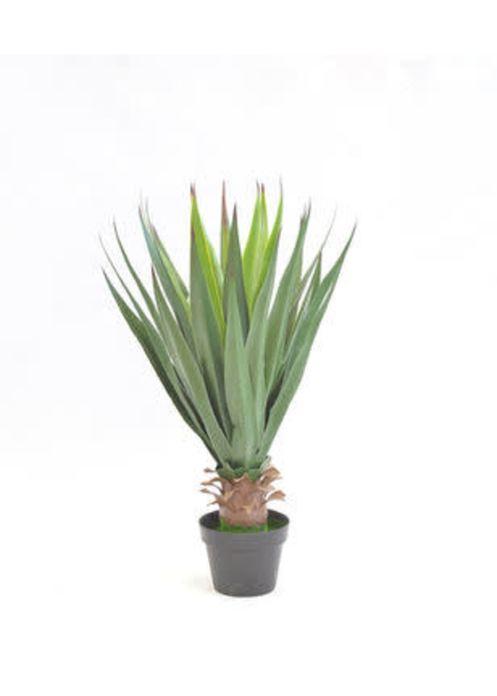 30” Gladiolas Agave Plant - PICK UP ONLY