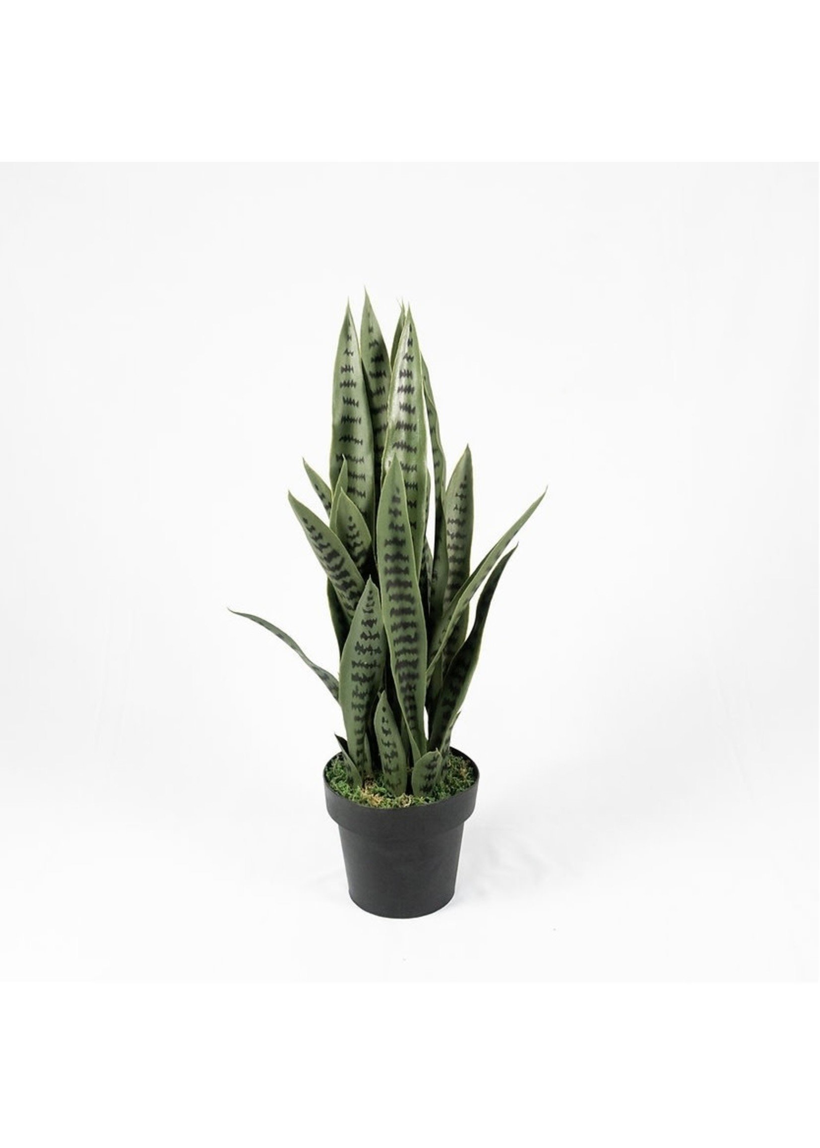 Snake Plant Sansevieria -Green. PICK UP ONLY