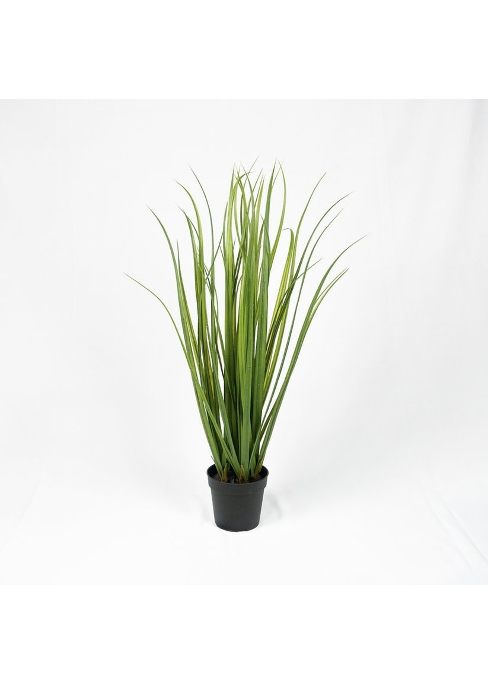 Lemongrass Deluxe Plant- green - 32”  PICK UP ONLY