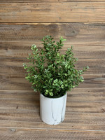 Potted Boxwood Plant 14”