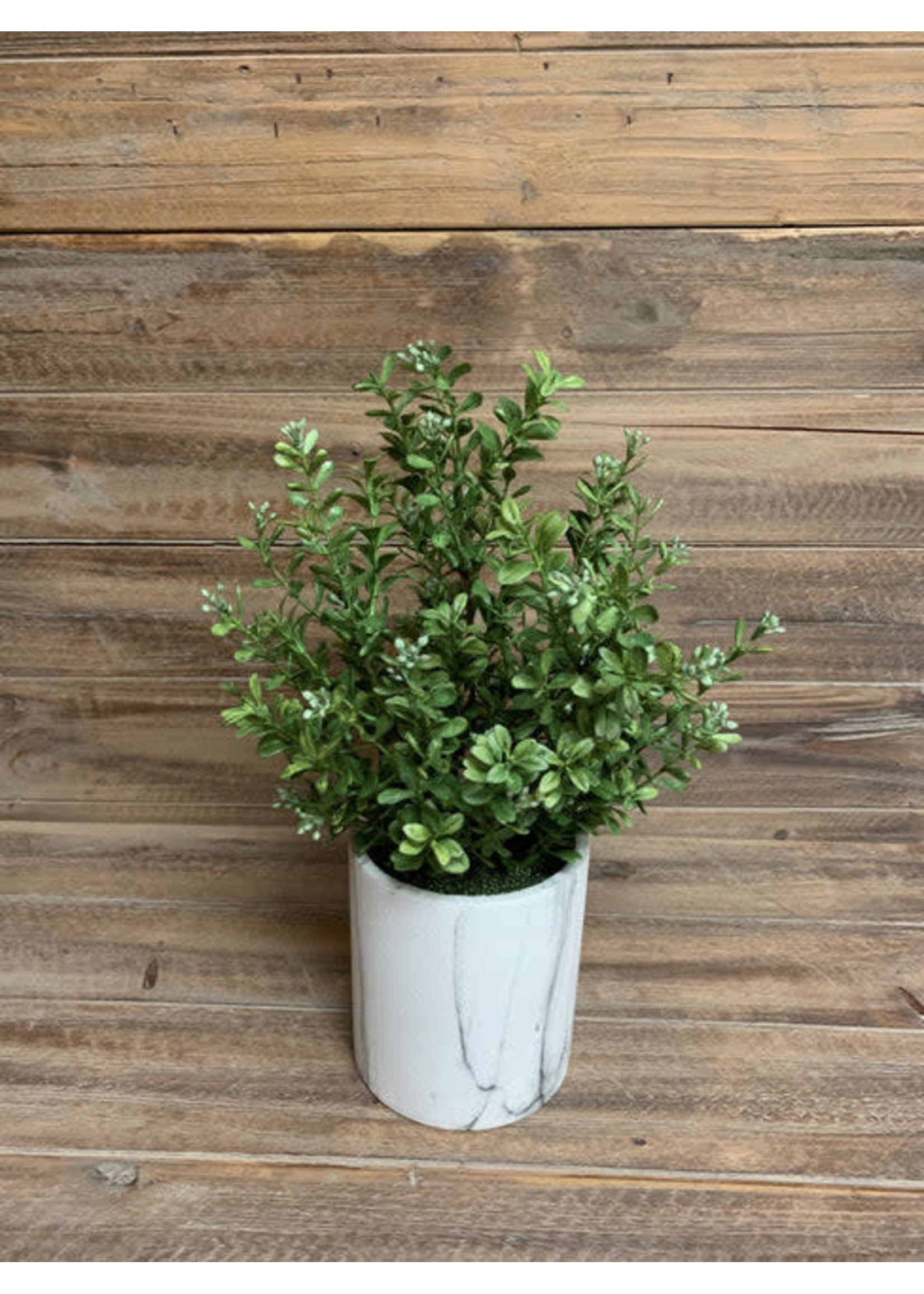 Potted Boxwood Plant 14”