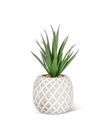 Succulent in Pineapple - Drk Grn 8"