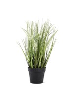 Feather Grass in Pot - 12"
