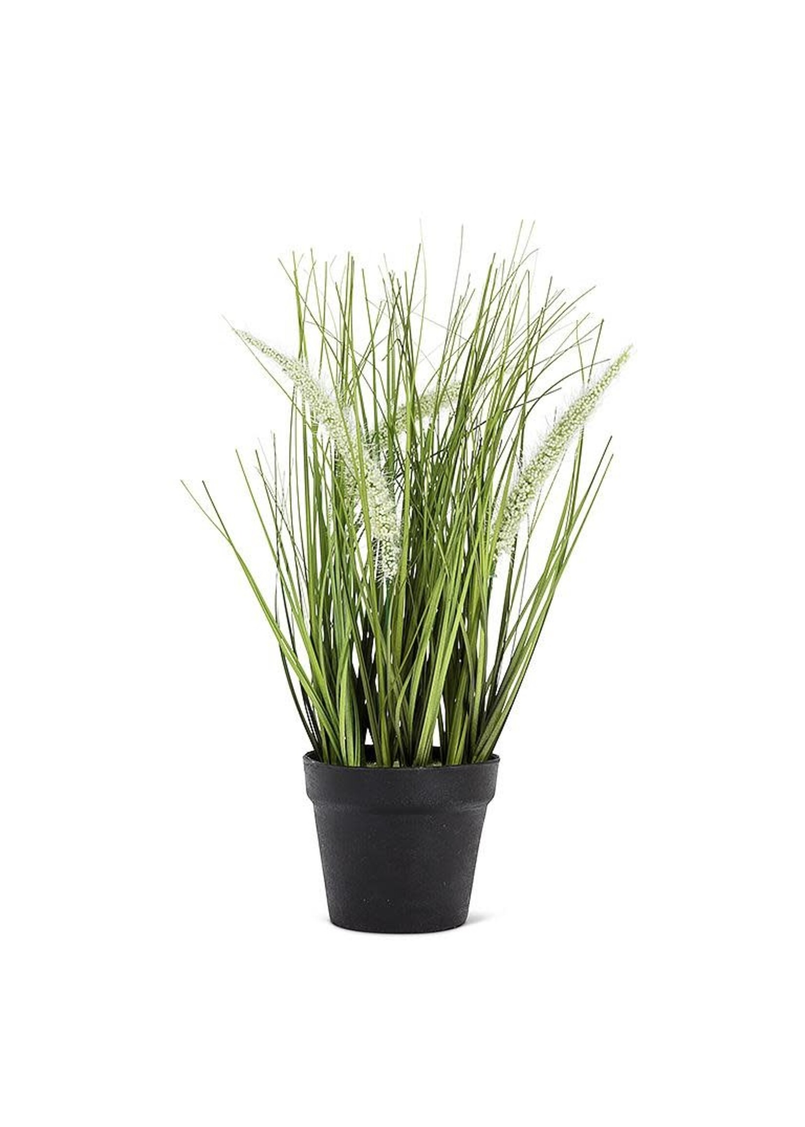 Feather Grass in Pot - 12"