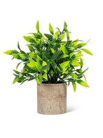 Wide Green Leaf Plant in Pot-9"H
