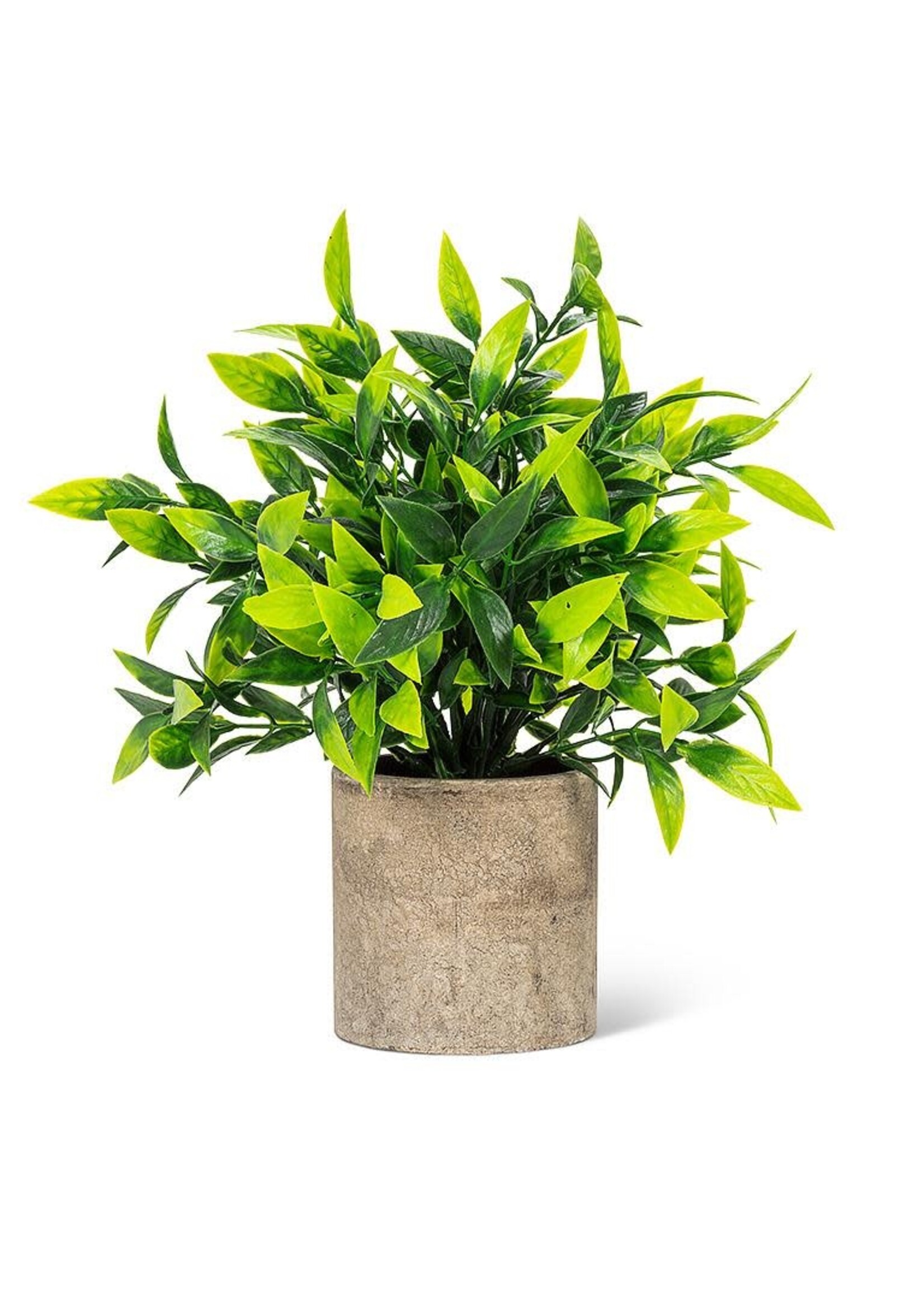 Wide Green Leaf Plant in Pot-9"H