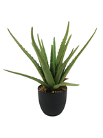 Aloe Plant