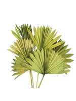 PALM SUN LIME 10"-16" 6 STEMS/PKG