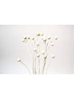 BILLY BUTTONS WHITE 16"-20" 20 STEMS P/PKG