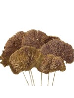 SPONGE MUSHROOM NATURAL 4"-6" DIA 7 STEMS