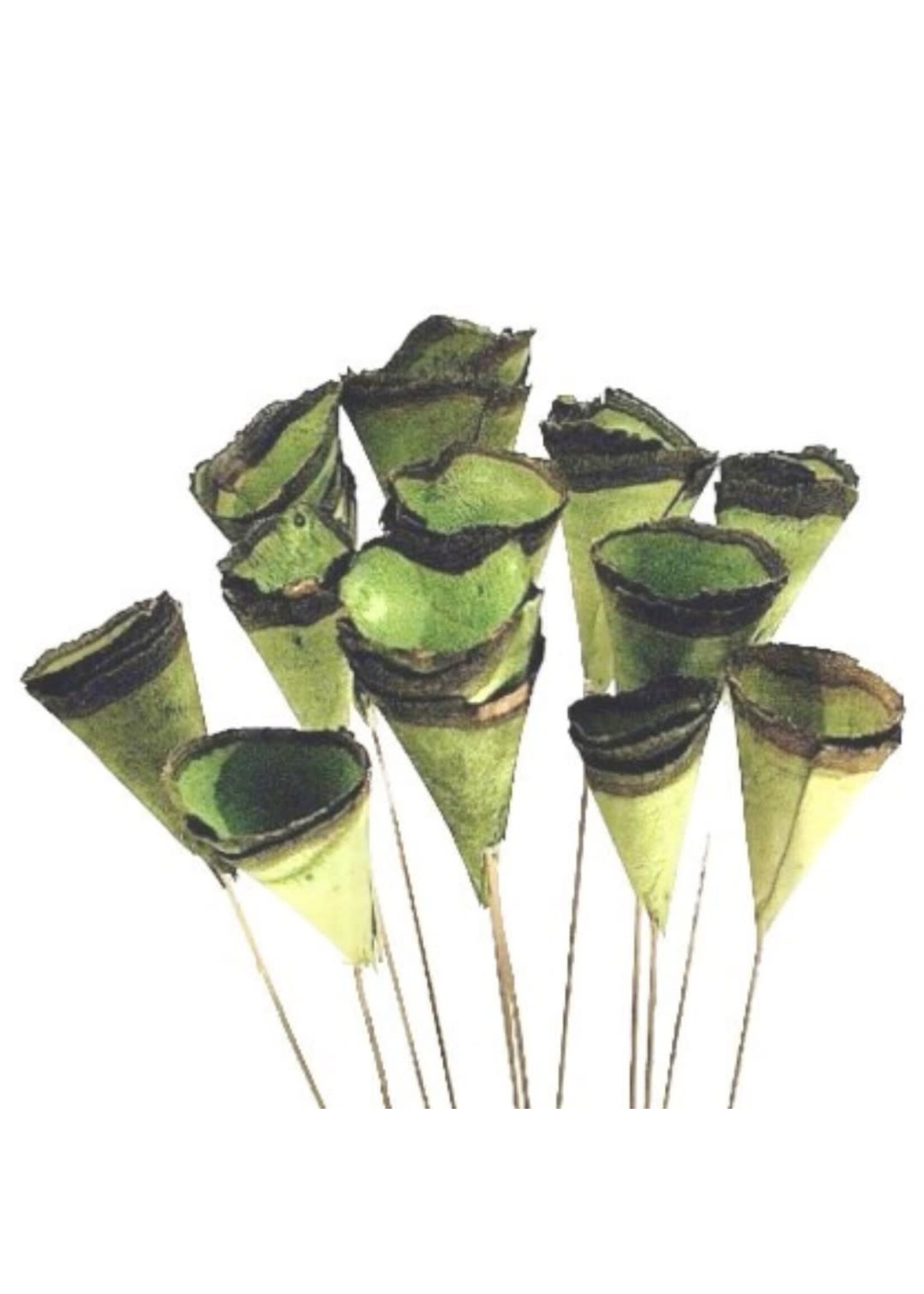 WOOD CONES MINI MOSS GREEN 2"-3" CONE 12 STEMS