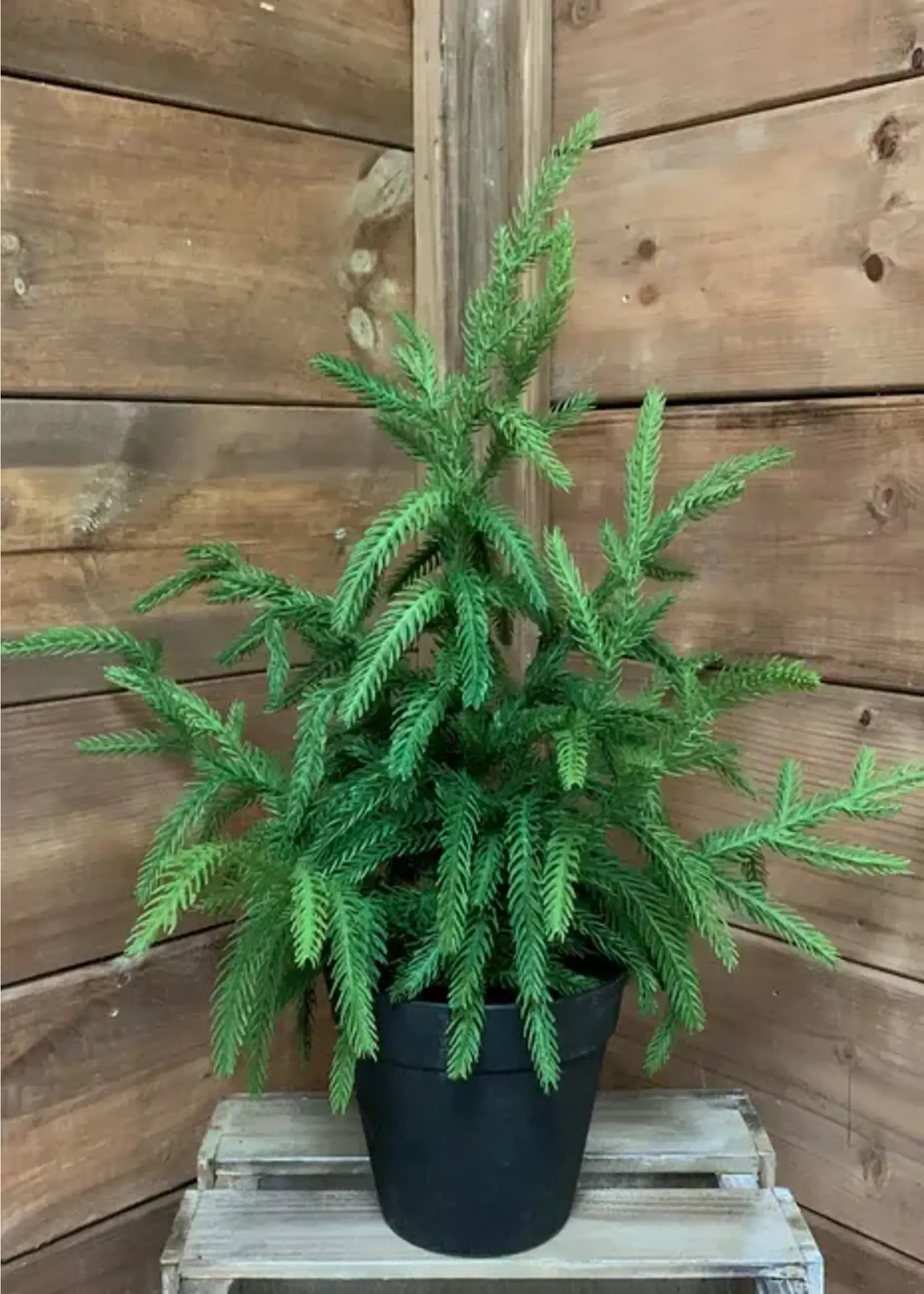 18” Fresh Touch Norfolk Pine