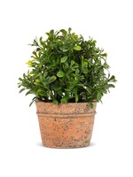 Boxwood Plant in Natural Pot 7”
