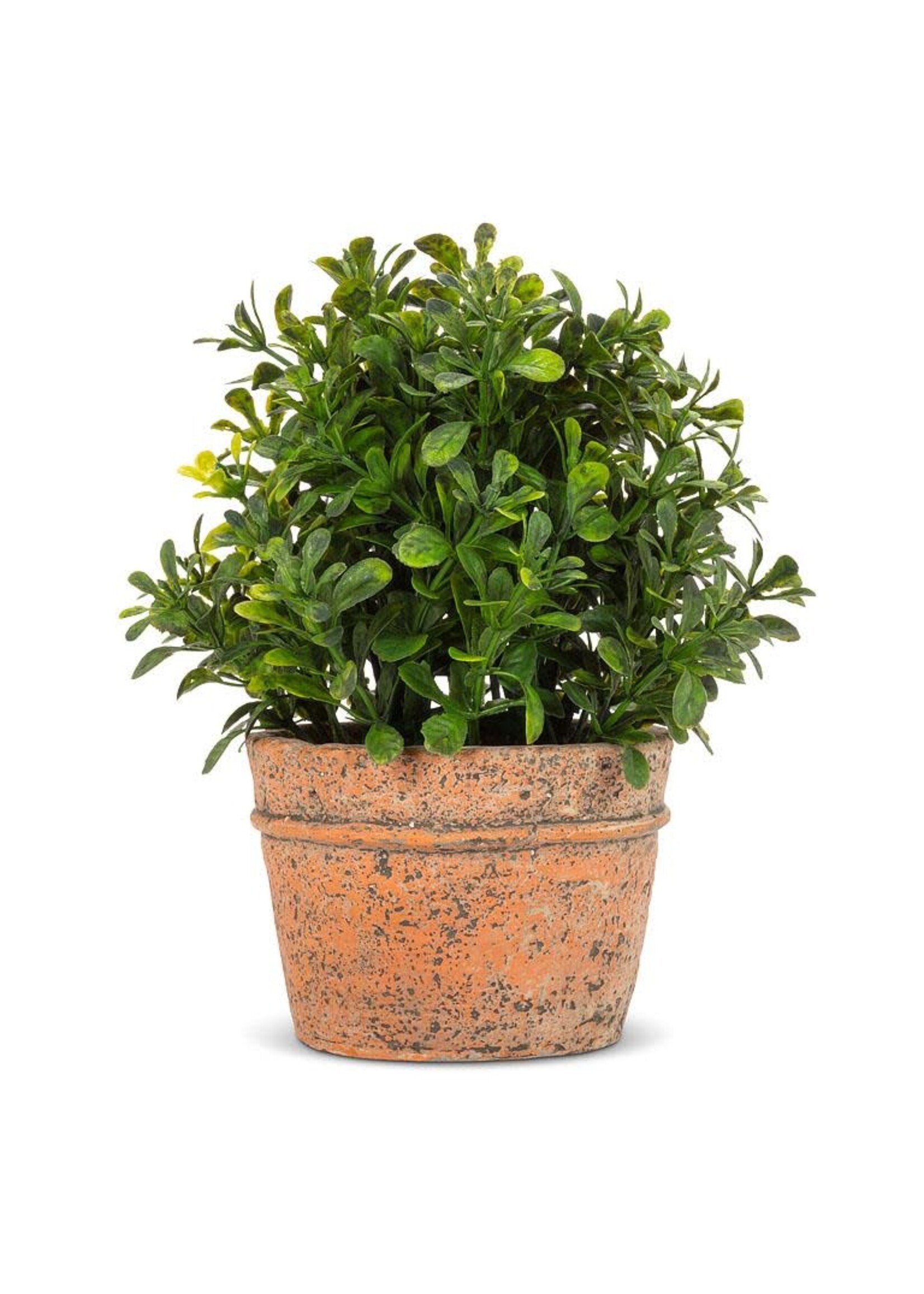 Boxwood Plant in Natural Pot 7”