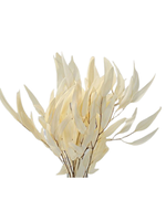EUCALYPTUS WILLOW - BLEACHED