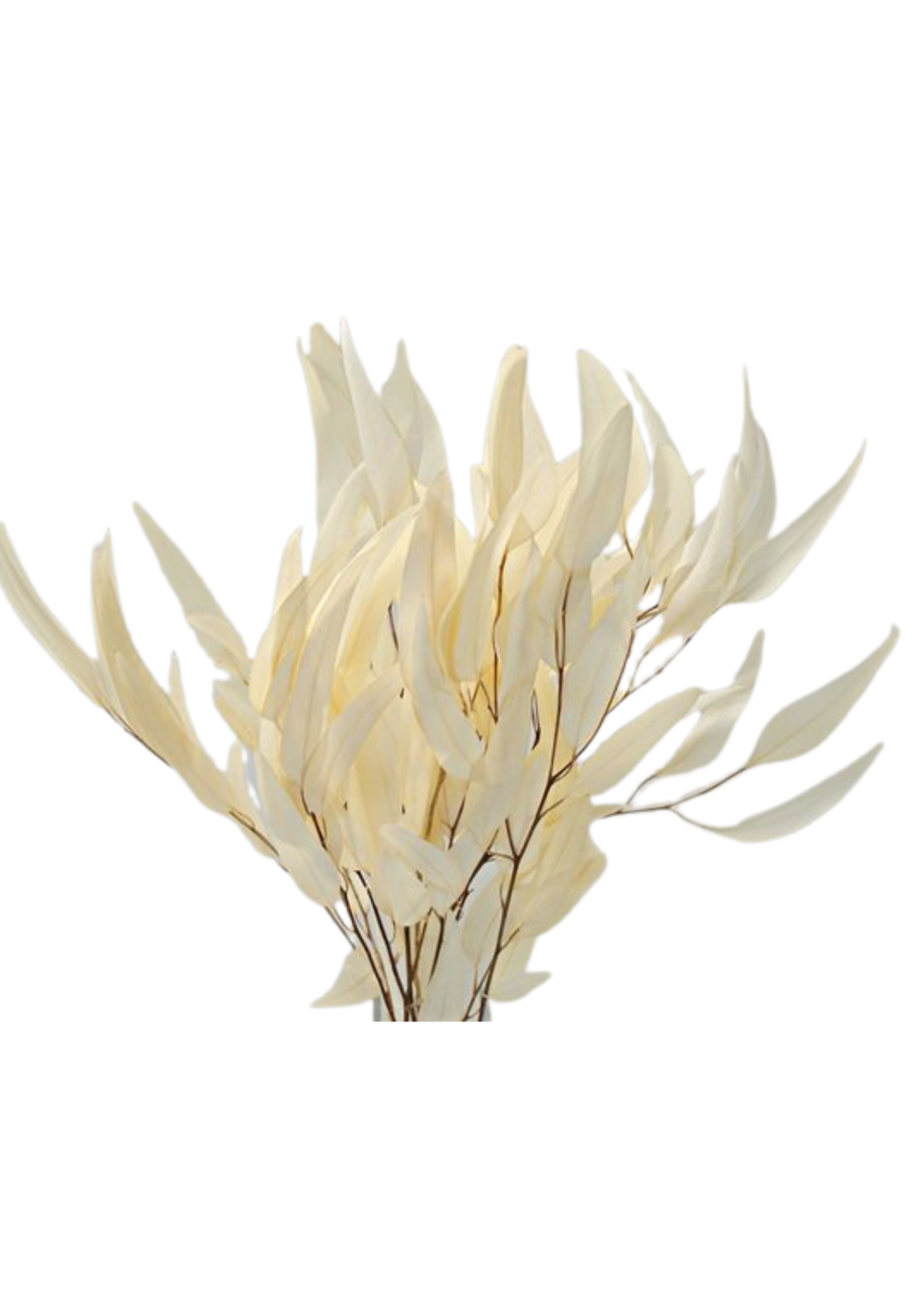 EUCALYPTUS WILLOW - BLEACHED