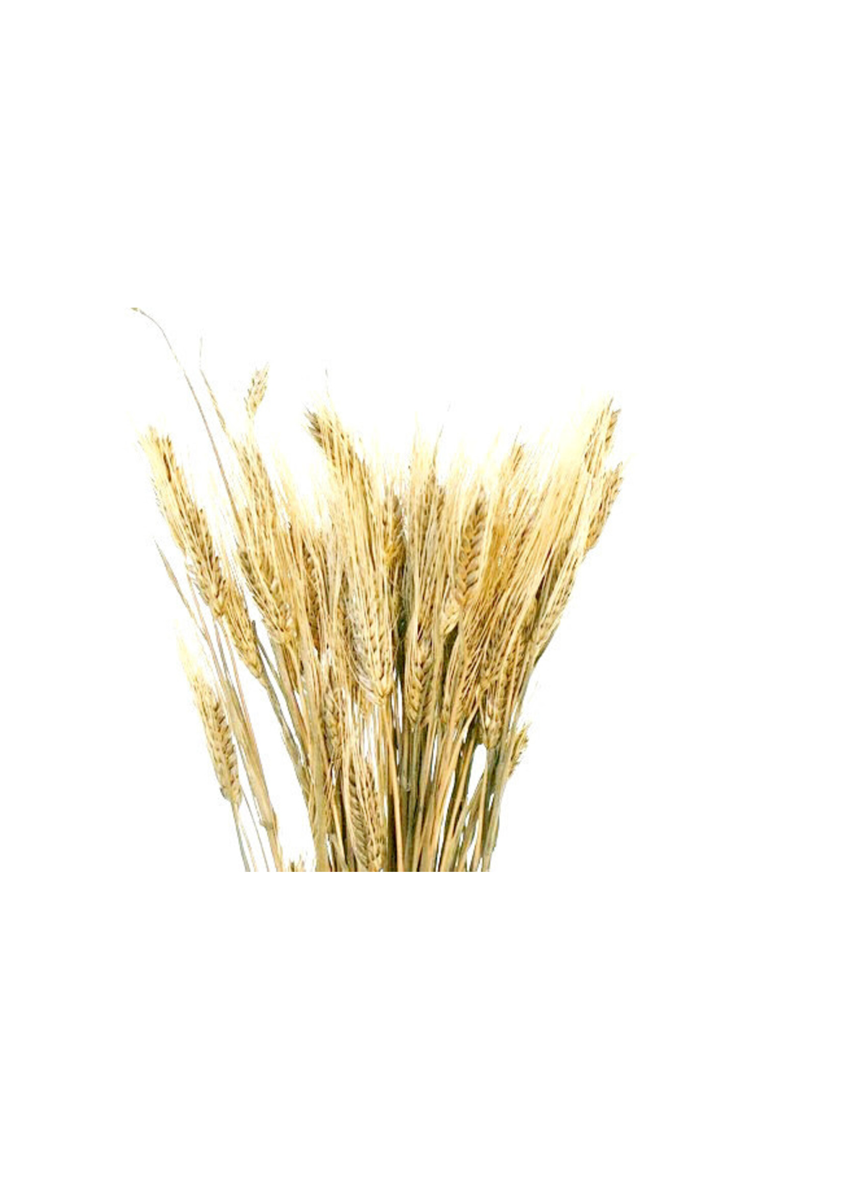 WHEAT - Natural