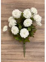 16" CREAM ZINNIA BUSH X 9