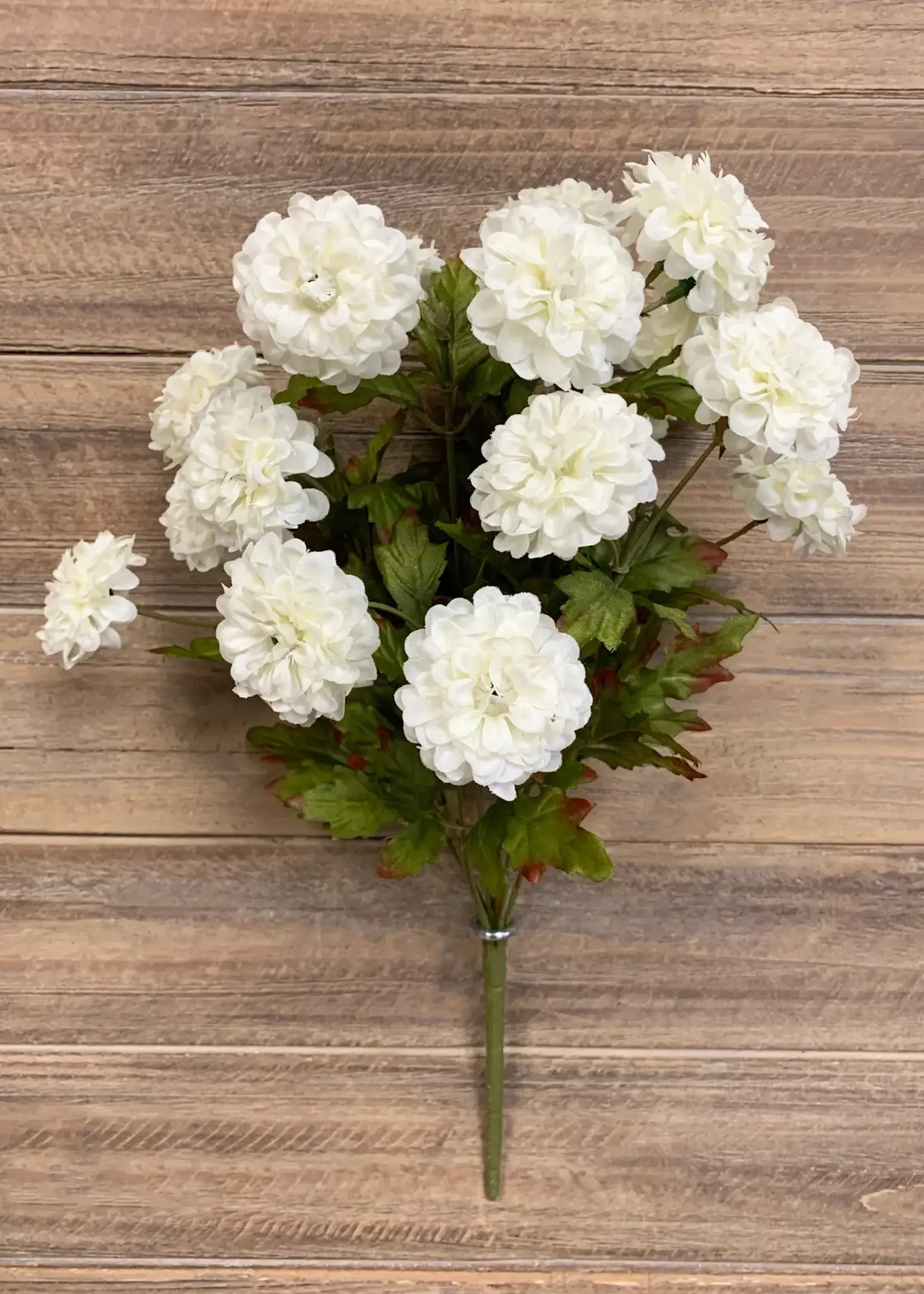 16" CREAM ZINNIA BUSH X 9