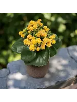 8.25" YELLOW KALANCHOE BUSH