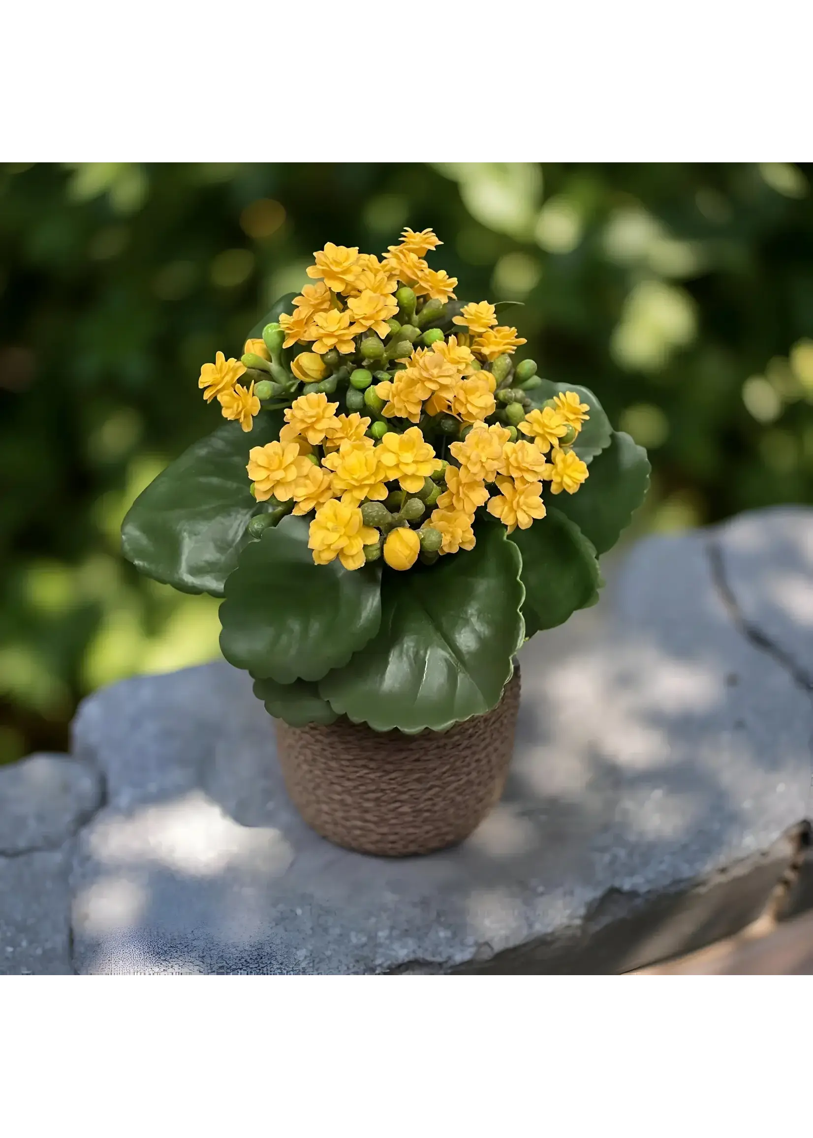 8.25" YELLOW KALANCHOE BUSH