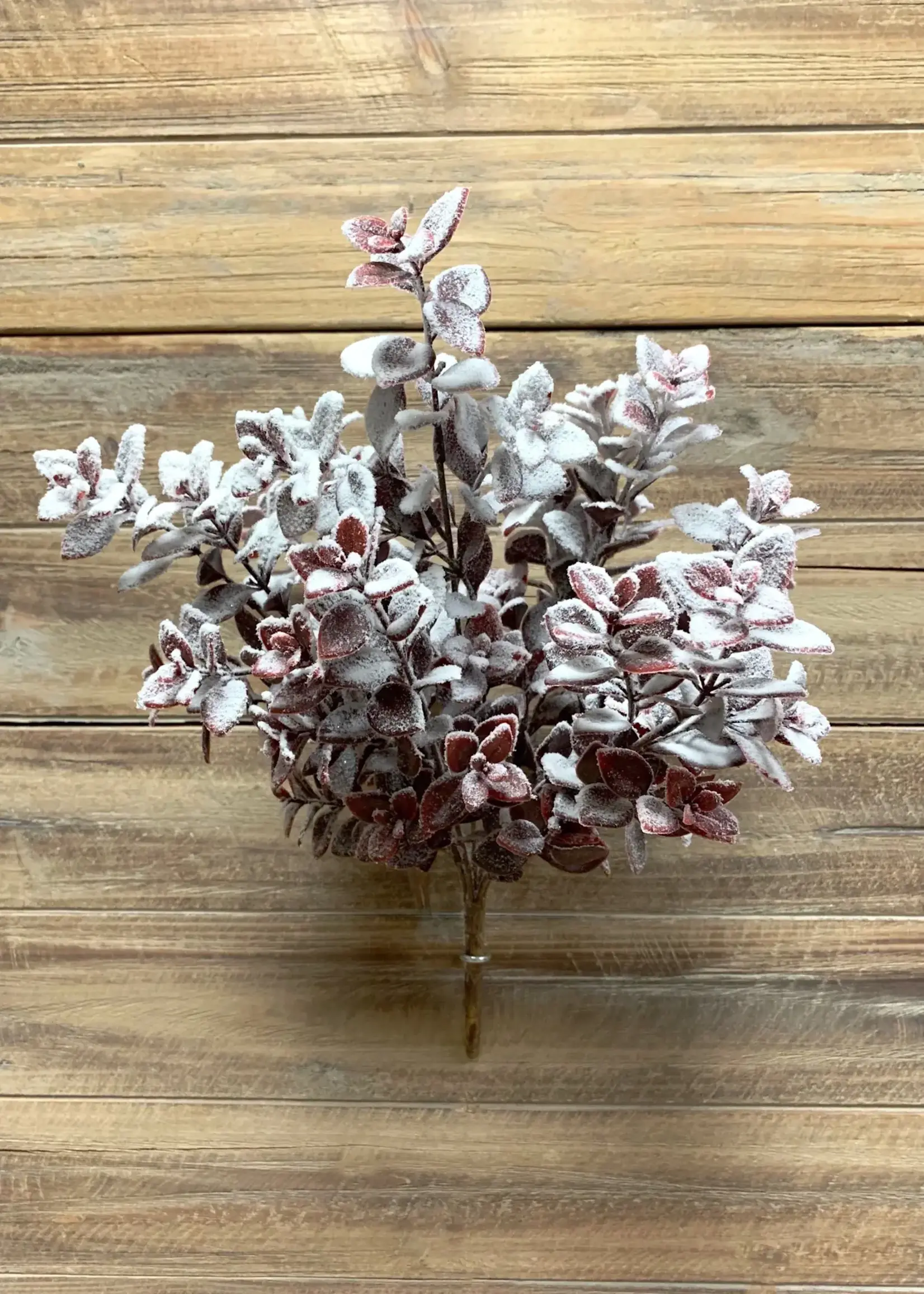 16" SNOWY BURGUNDY AGLAIA BUSH