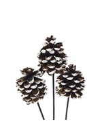 PINAR PINE CONES