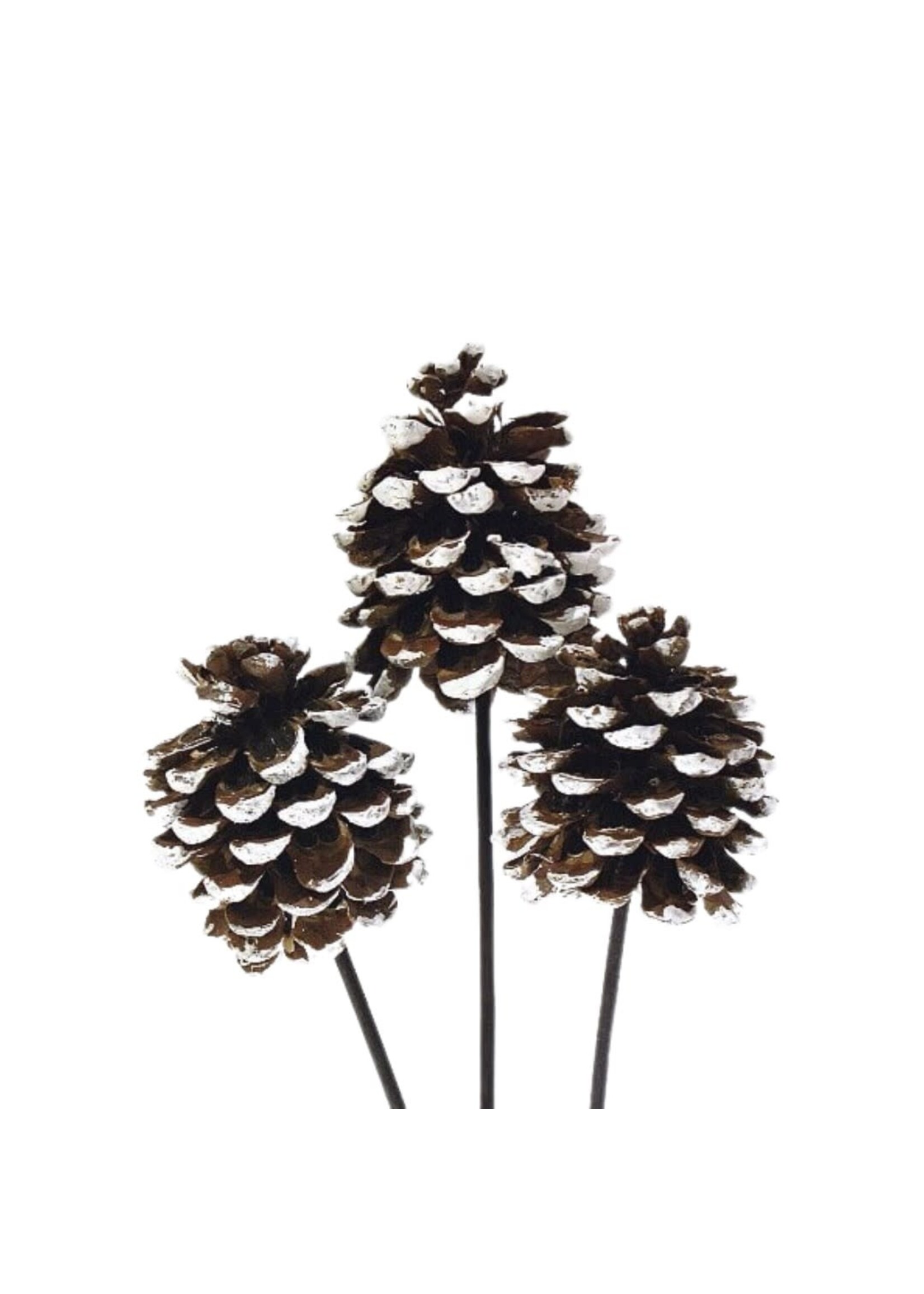PINAR PINE CONES