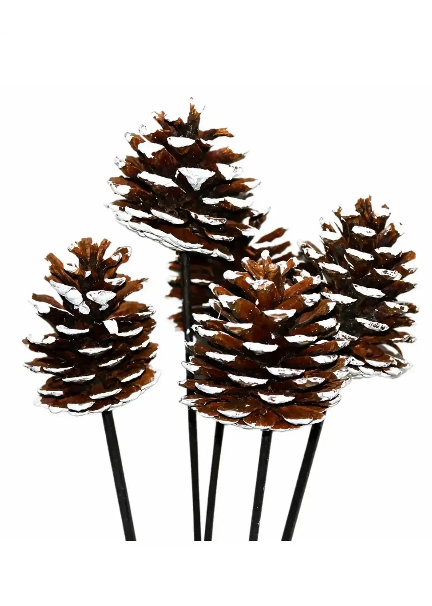 PINE CONES ON STEM - 5 Stems