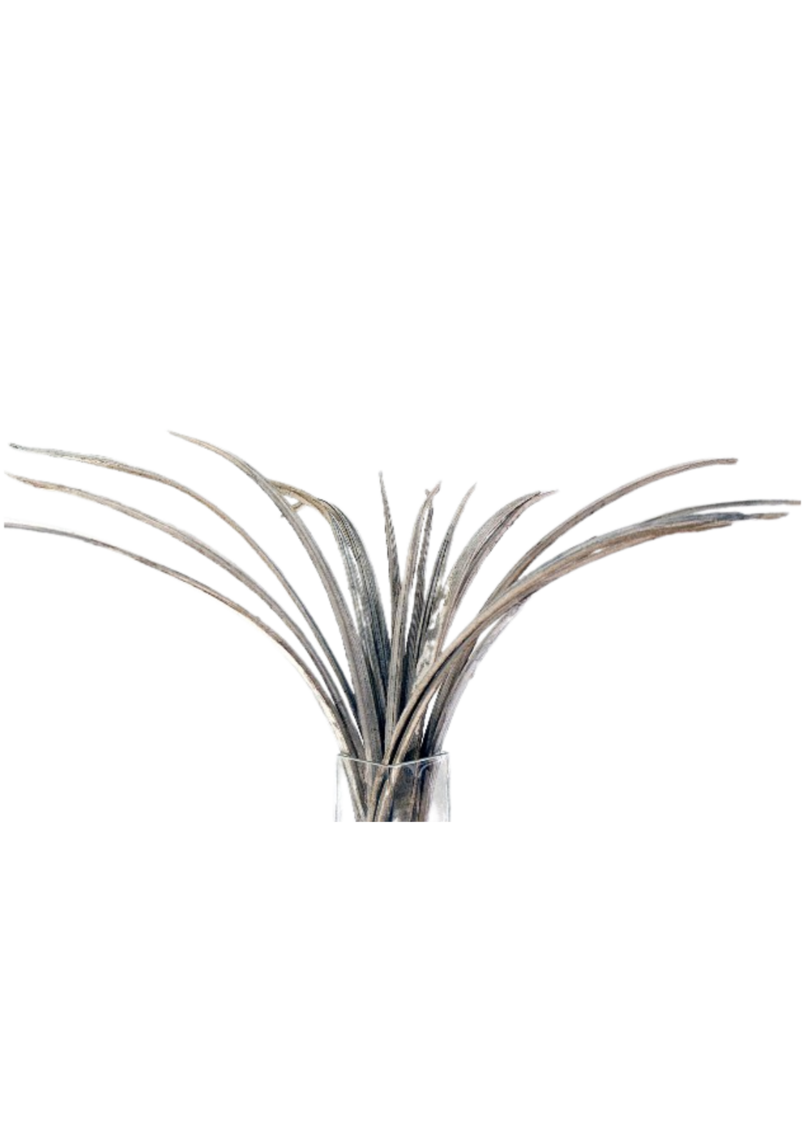 COCO GRASS