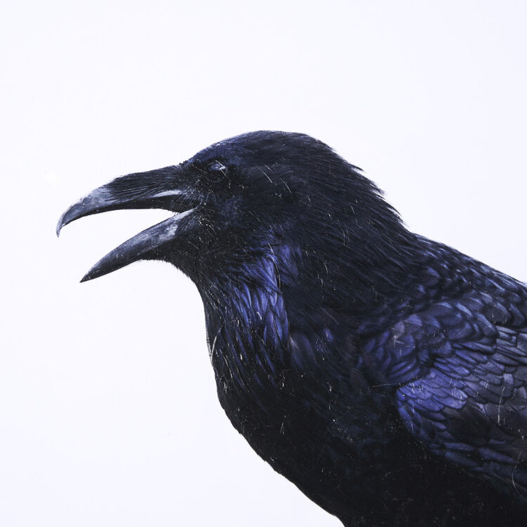 RAVEN BEAUTY GLASS FRAMED PRINT