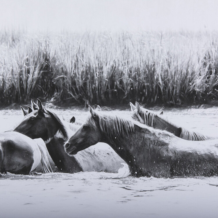 WATER HORSES III GLASS FRAMED PRINT