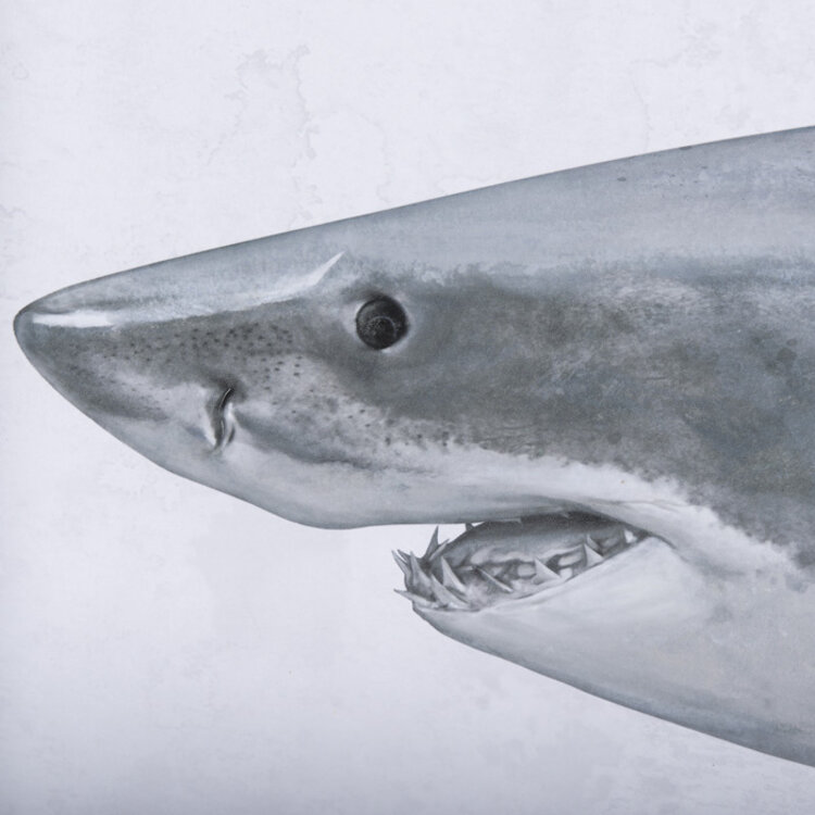 GREAT WHITE SHARK FRAMED TRIPTYCH