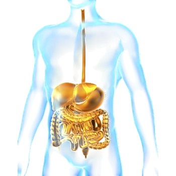 Digestion 101-Physio and Pathophysiology-Part I