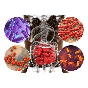 Digestion 101-Physio and Pathophysiology-Part III