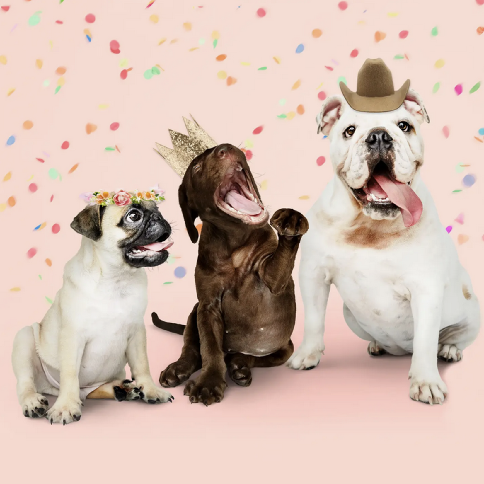Pawty Hats Dog Hats