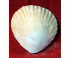 Edible Seashell made out of gumpaste 1"
